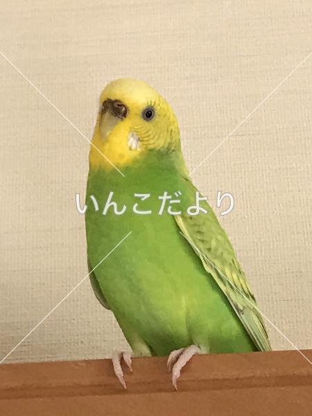 迷い鳥の写真