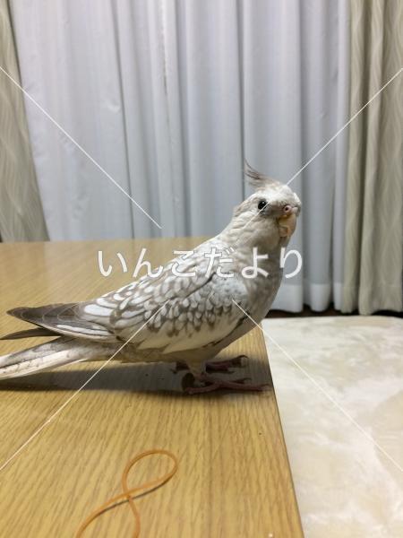 迷い鳥の写真