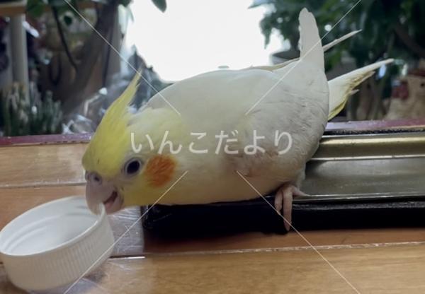 迷い鳥の写真