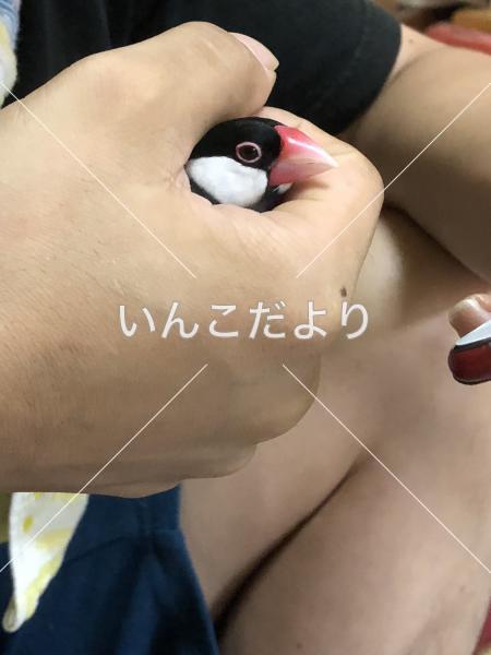 迷い鳥の写真