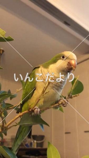 迷い鳥の写真