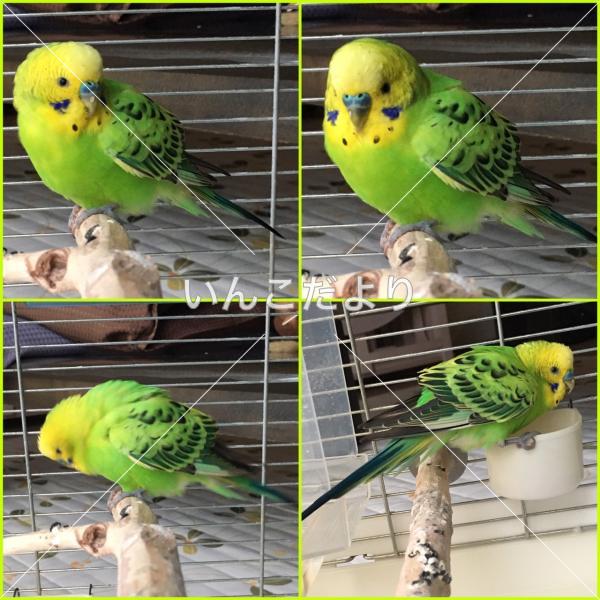 保護鳥の写真