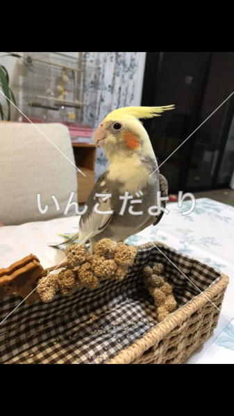 迷い鳥の写真