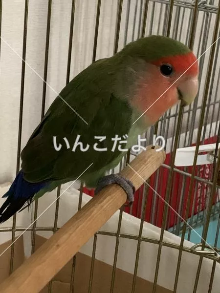 保護鳥の写真