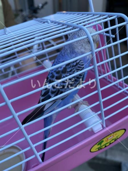 保護鳥の写真