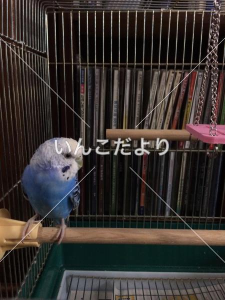 保護鳥の写真