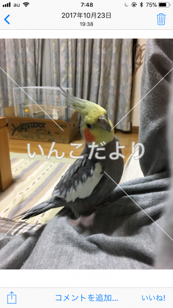 迷い鳥の写真