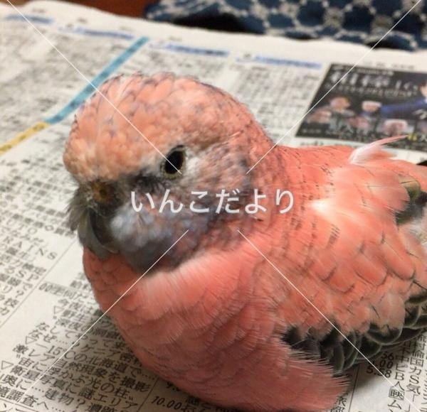 迷い鳥の写真
