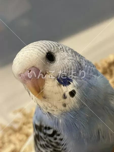 保護鳥の写真