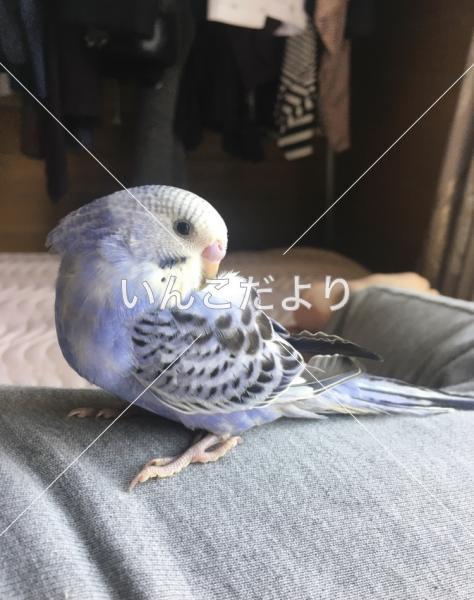 迷い鳥の写真