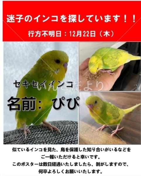 迷い鳥の写真