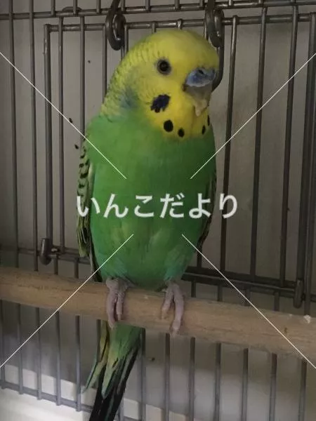 保護鳥の写真