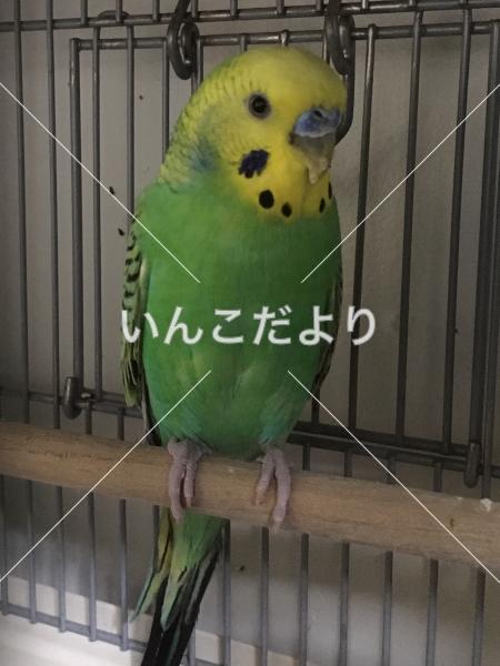 保護鳥の写真