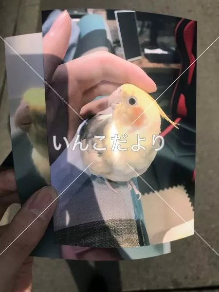 迷い鳥の写真