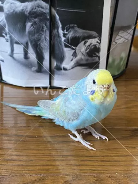 保護鳥の写真