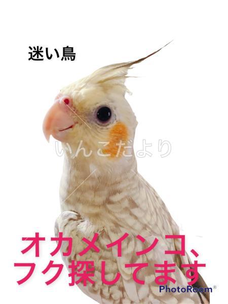 迷い鳥の写真