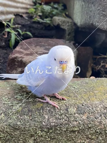 保護鳥の写真
