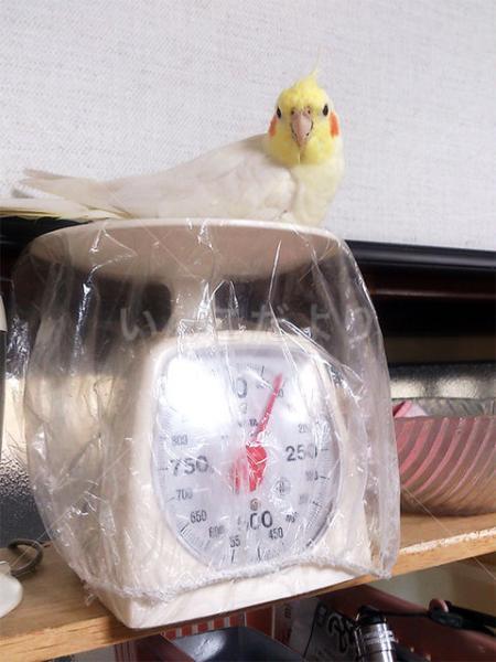 迷い鳥の写真
