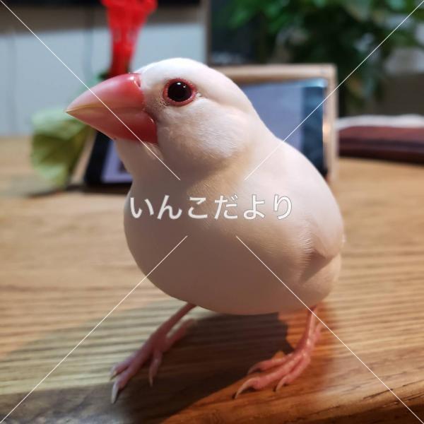 迷い鳥の写真
