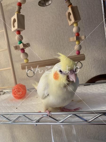 迷い鳥の写真