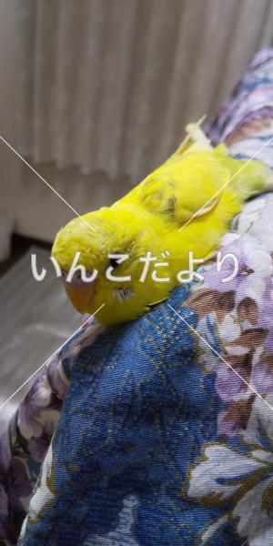 迷い鳥の写真