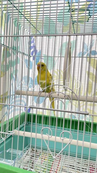 保護鳥の写真