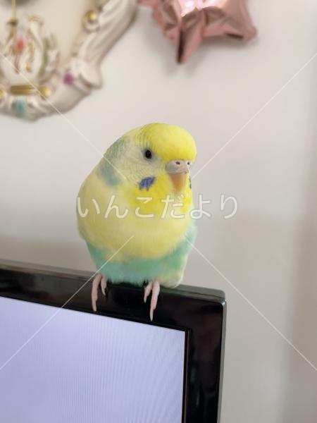 迷い鳥の写真