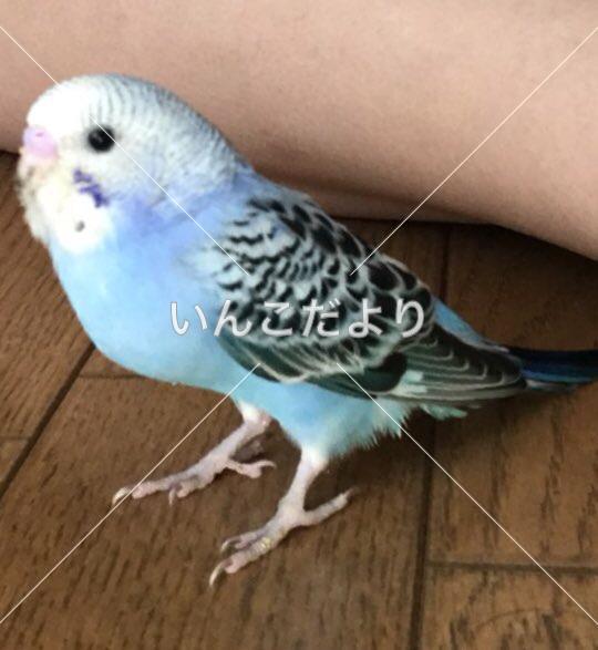 迷い鳥の写真