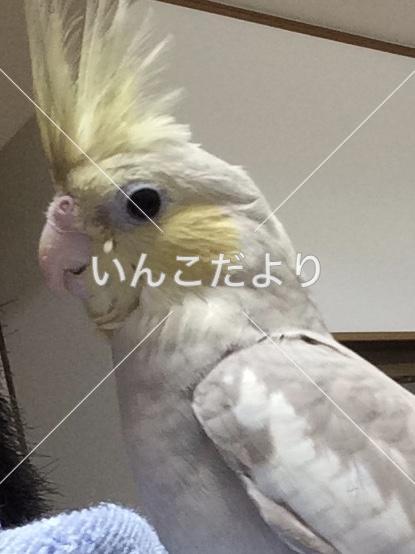 迷い鳥の写真