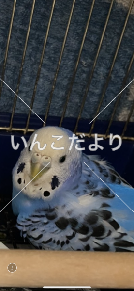 迷い鳥の写真