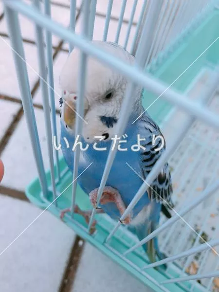保護鳥の写真