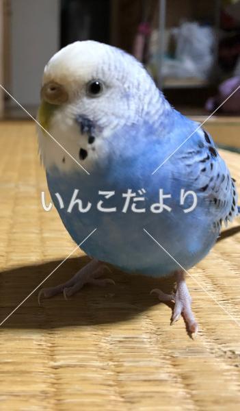 迷い鳥の写真