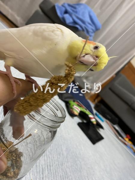 迷い鳥の写真