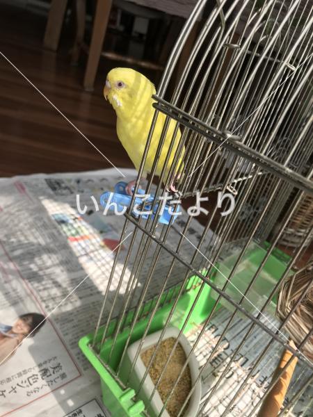 迷い鳥の写真