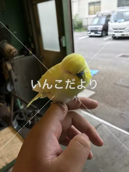 保護鳥の写真