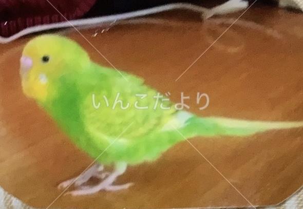 迷い鳥の写真