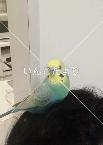 保護鳥の写真