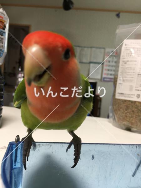 迷い鳥の写真