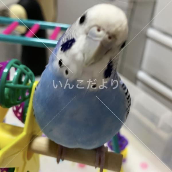 迷い鳥の写真