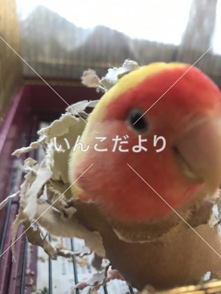 迷い鳥の写真