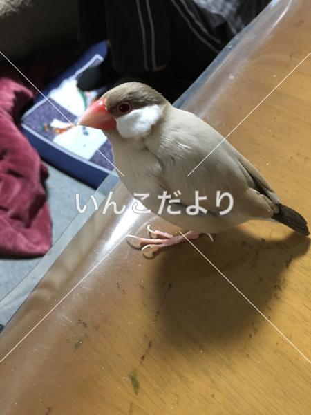 迷い鳥の写真