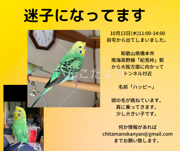 迷い鳥の写真