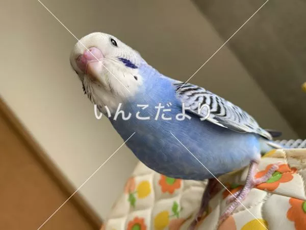 保護鳥の写真