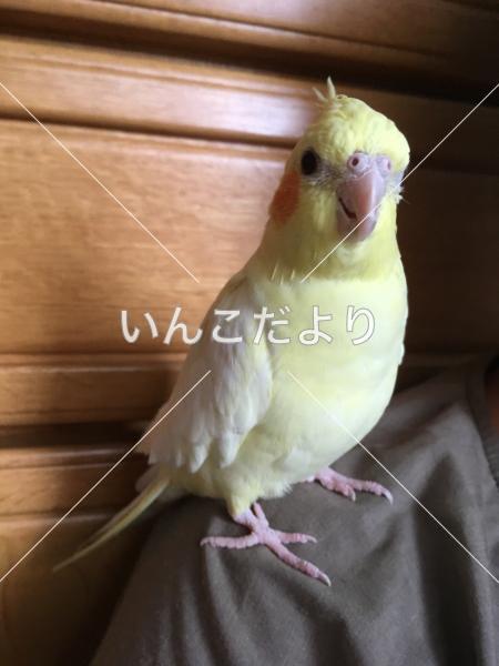 迷い鳥の写真