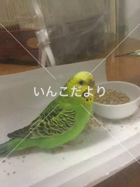 保護鳥の写真