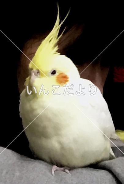 迷い鳥の写真