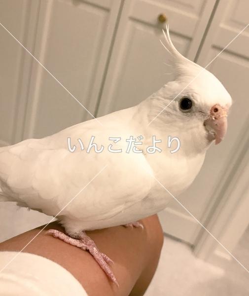 迷い鳥の写真