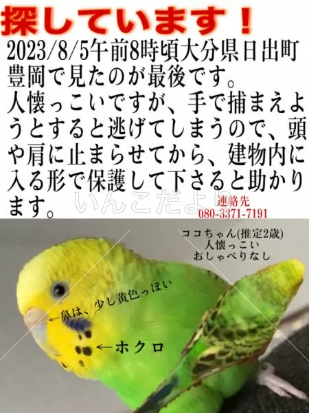 迷い鳥の写真