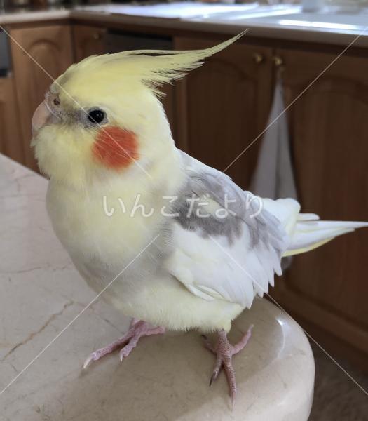 迷い鳥の写真