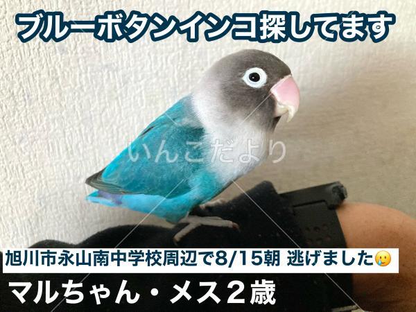 迷い鳥の写真